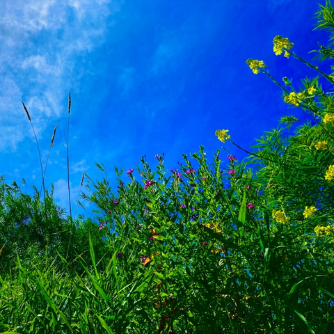 Single cover with a photograph of the sunny sky with some clouds and plants with flowers.