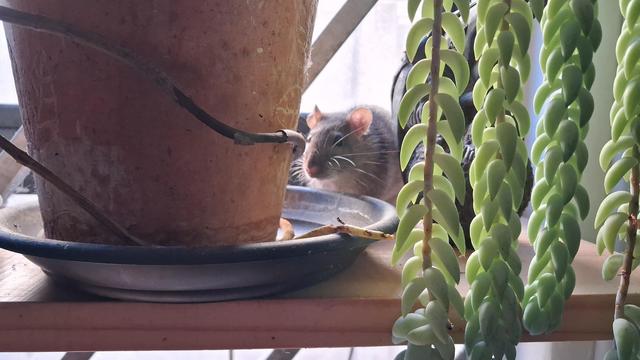A brown rat crouched on a shelf behind some pot plants