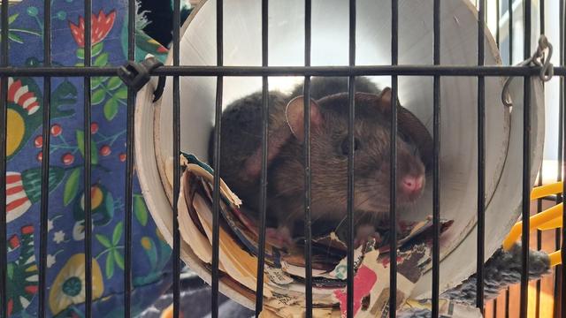 A brown rat looks out through the bars of a cage. Another rat sits behind her, her tail wrapped around her sister. Both are framed inside a white PVC pipe