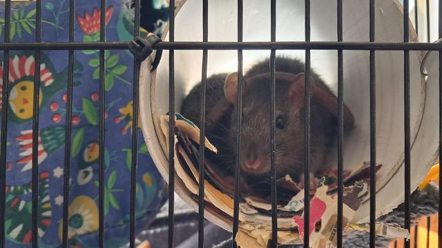 A brown rat looks out through the bars of a cage. Another rat sits behind her, her tail wrapped around her sister. Both are framed inside a white PVC pipe