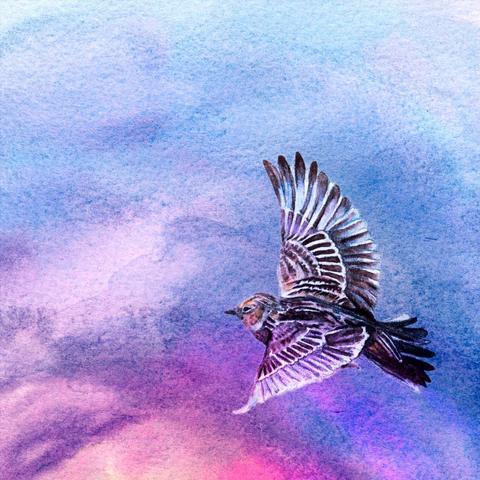 Cover of the EP Birds by Heitech & LUI featuring a handmade illustration of a bird flying.