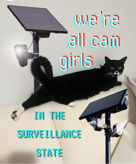 Pic of a cat stretched out surrounded by solar powered CCTV cameras. Text says we're all cam girls in the surveillance state.