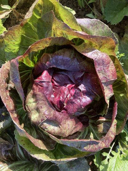 Foto von einem rot-grün gemusterten Radicchio