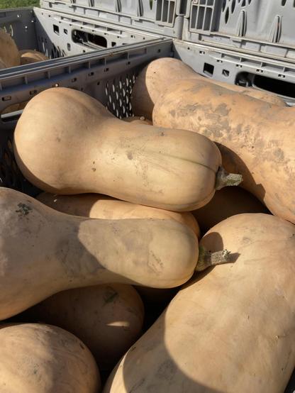 Foto von Butternut Kürbissen in einer Gemüsekiste