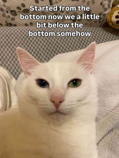 Unattributed meme. Photo of a white cat, looking directly into the camera, with an expression of disdain and deep disappointment on its face. The caption reads "Started from the bottom now we a little bit below the bottom somehow"