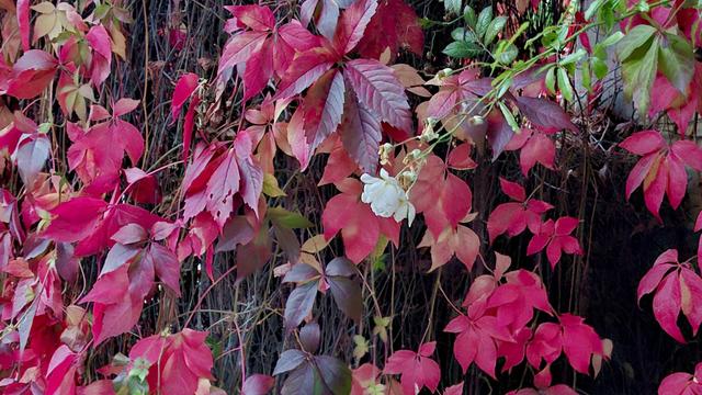 Short version: white flower and red ivy. Fuller description: Deep red and green ivy leaves on a wall. They look beauitiful, but are upstaged by a single simple white flower that steals the show. I think, at any rate. It is a round, white-petalled bloom on a long green stem. It is bending in from out of frame, photobombing the autumn leaves. Photo taken in Aarhus, Denmark, this week.