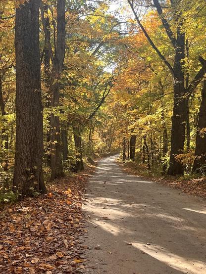 A path through the woods that curves right in the distance. The trees have orange, yellow, and green leaves.